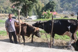 मेलुङबासी जर्सी गाईपालनमा आकर्षित