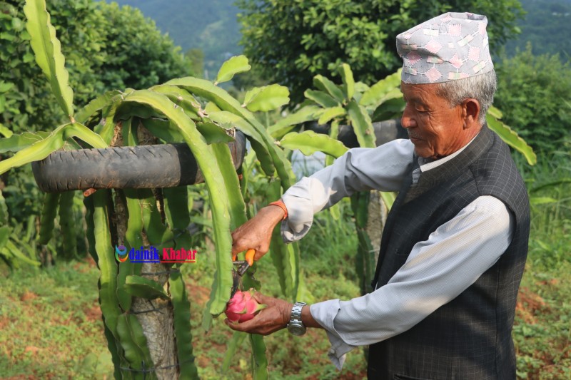 गन्तव्य बन्दै नाम्दुको ड्रागन फर्म